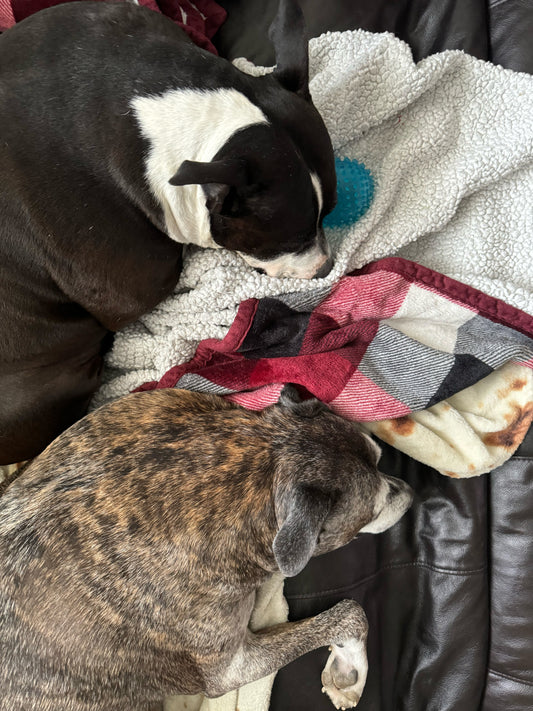 Blankets for shelter dogs